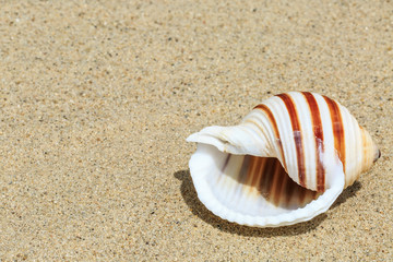 Landscape with conch on tropical beach