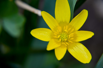 Buttercup Ficaria verna or lesser celandine grows at spring