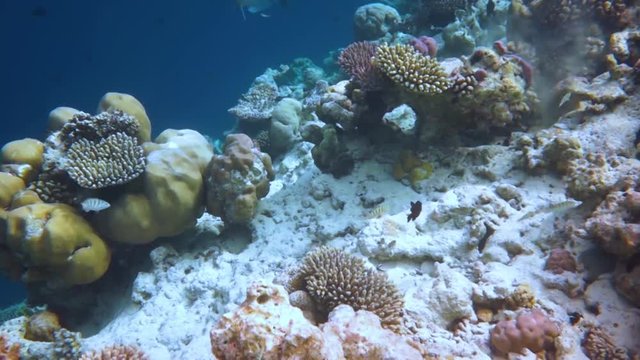 Reef with a variety of hard and soft corals and tropical fish. Maldives Indian Ocean.