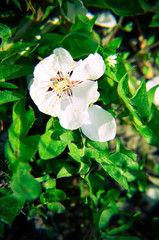 White flowers of a tree-apricot on a background of green grass