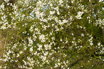 Fototapeta na wymiar drzewo kwitnącej wiśni