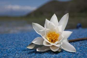 Цветок водяной лилии на фоне природы.