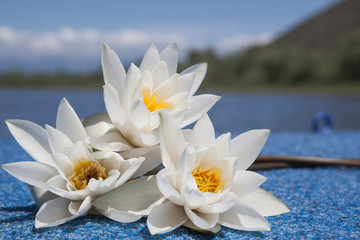 Водяные лилии на фоне озера. © elenagrigorieva