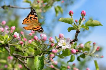 Schmetterling 310 © K.-U. Häßler