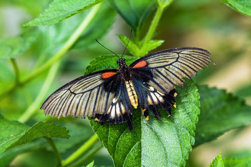 Papillon tropical Papilio lowi sur une feuille