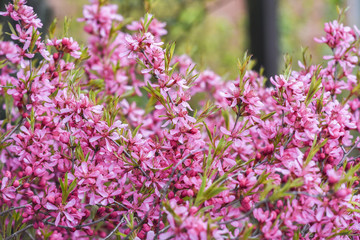 Blooming pink flower almond dwarf in garden, spring time.