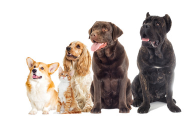 Kitten and puppy full-length look in the side