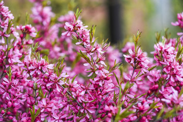 Blooming pink flower almond dwarf in garden, spring time.