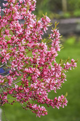 Blooming pink flower almond dwarf in garden, spring time.