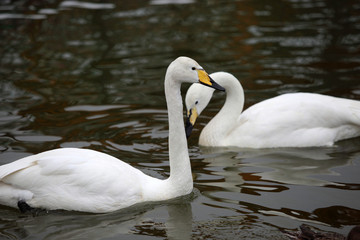 Fototapeta premium 2 swan birds on the water
