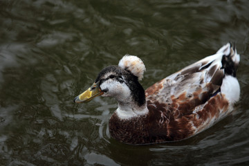 Fototapeta premium Funny wild duck