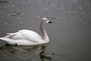 Beautiful white swan on the lake