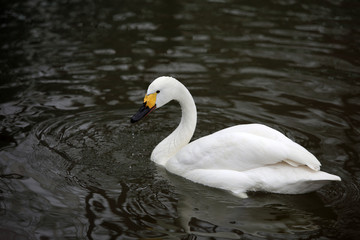 Obraz premium Beautiful white swan on the lake