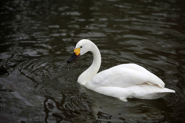 Beautiful white swan on the lake