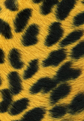 Leopard print