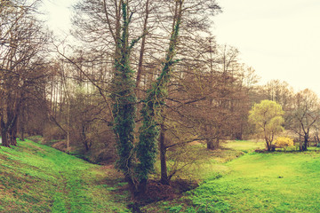 beautiful nature background with tree in the middle