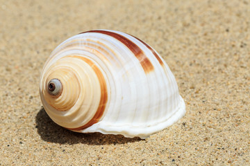 Landscape with conch on tropical beach