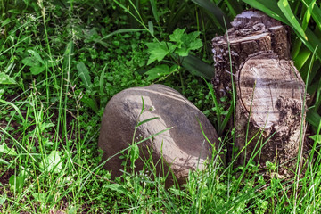 Grey stone and stump