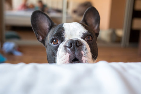 Adorable french bulldog wanna go to bed