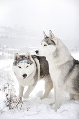 Two handsome dogs. Siberian husky. Snow background.