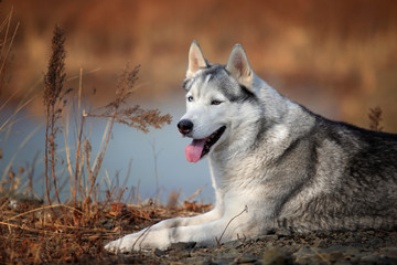 Smiling siberian husky near lake.