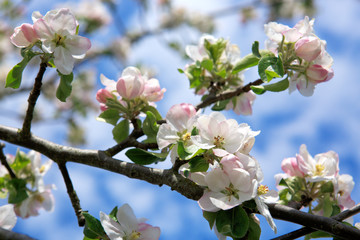 Blossom tree branches with sky at background.