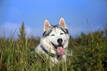 Smiling husky dog. Summer day © Kseniia