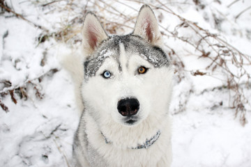 Naklejka premium Siberian Husky dog. Beautiful eyes.
