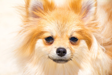 puppy pomeranian dog cute pets in home,