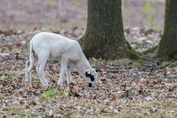 Bentheimer Landschaf Lamm