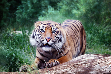 Tiger Sumatra, animal wildlife