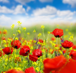 Obraz na płótnie Canvas Field of poppies