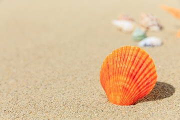 Landscape with shells on tropical beach