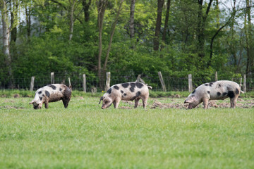 Bunte Bentheimer Schweine