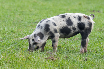 Buntes Bentheimer Schwein © gebut