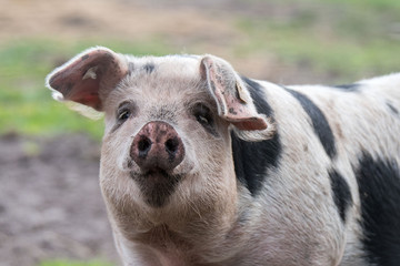 Buntes Bentheimer Schwein