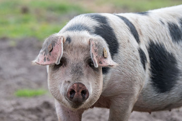 Buntes Bentheimer Schwein