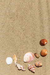 Landscape with conch on tropical beach