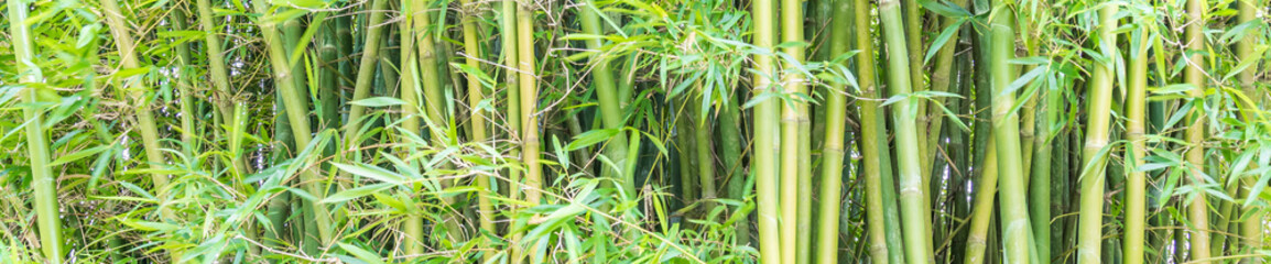 Fundo verde com bambu. © JCLobo