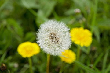 A close-up view of a blooming dandelion and a fluff in the background with blurred yellow dandelions and green grass