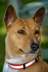 Basenji
