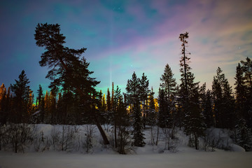 Pine trees forest at night winter. Nature landscape