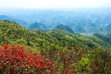 Azalea flowers and mountains scenery in summer 