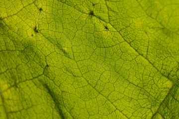 Photo of leaf structure