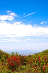 Blossoming azalea flowers with blue sky background 