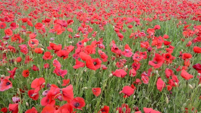 Champ de Coquelicots