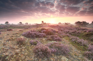 Obraz premium dramatic purple sunrise over heathland