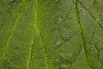 Macro picture of a green leaf structure 