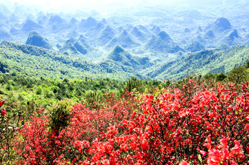 Azalea flowers and mountains scenery in summer 