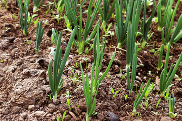 Green onion grows on a bed